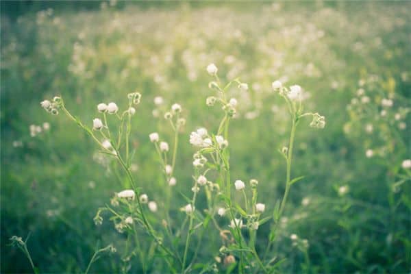 梦见遍地鲜花