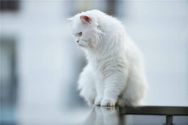梦见猫咬蛇