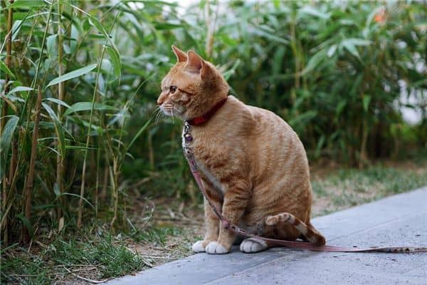 梦见打死猫