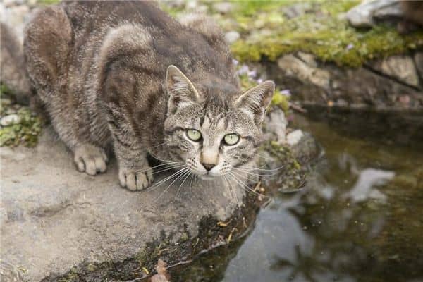 梦见猫说话