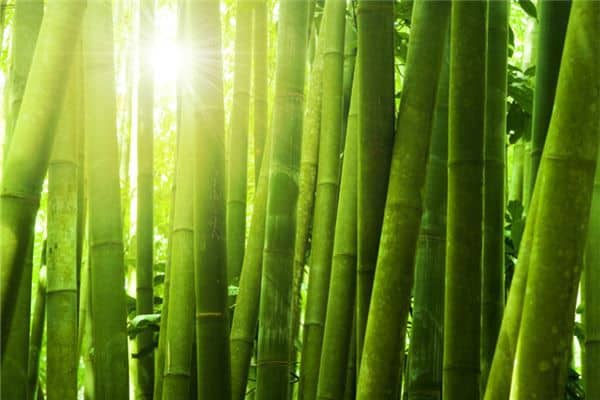 梦见砍竹子