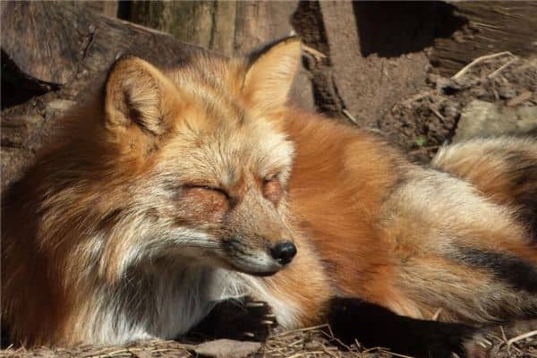 梦见打死狐狸